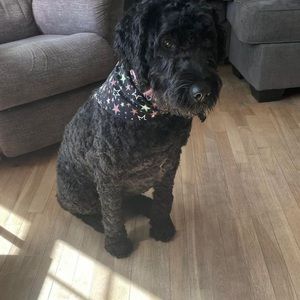 Meet your Posher, Ellen